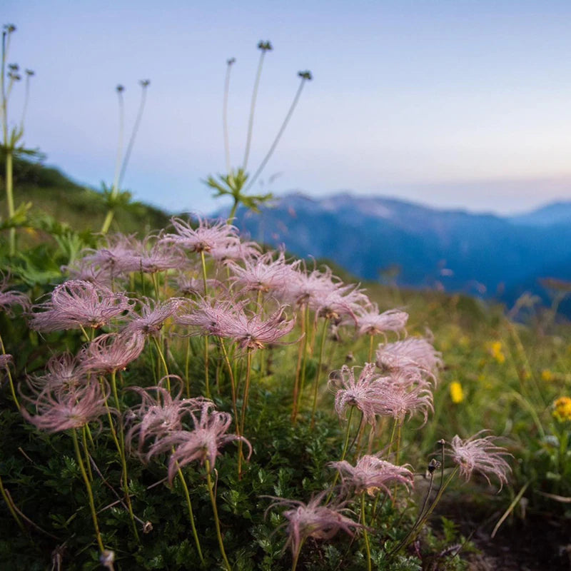 スポーツ手ぬぐい チングルマ